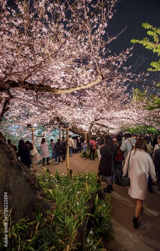 People walking under blooming illuminated cherry trees at night, Japanese cherry blossoms in spring, Hanami Festival, Chidorigafuchi Green Way, Tokyo, Japan