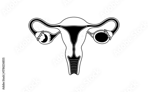 Stylized illustration of female reproductive system anatomy