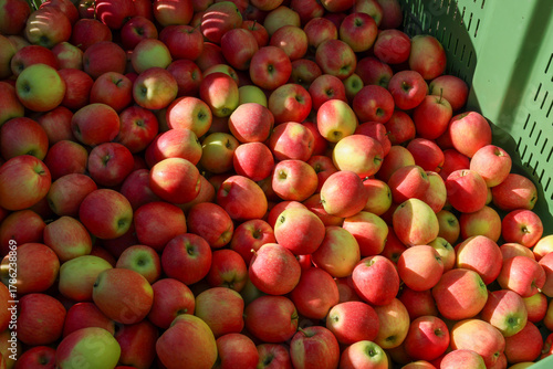 Apfelernte Südtirol, viele frische Äpfel nach der Ernte in einer Kiste