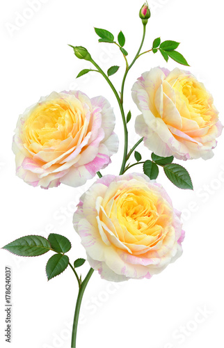 Claude Monet Rose flowers focus stacking close up isolated for love wedding and valentines day