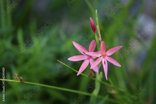 River lily (Hesperantha coccinea), flowering, blooming, at a pond, Elllerstadt, Germany
