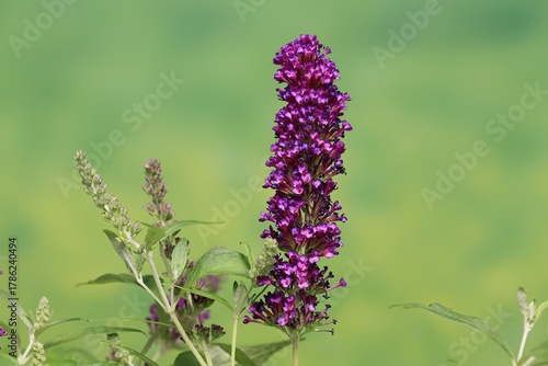 Butterfly-bush (Buddleja davidii), summer lilac, common summer lilac, butterfly bush, lilac spear, flowering, blossom, Elllerstadt, Germany