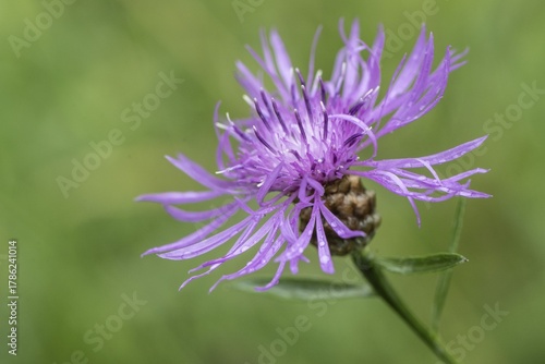Brown knapweed (Centaurea jacea), Emsland, Lower Saxony, Germany