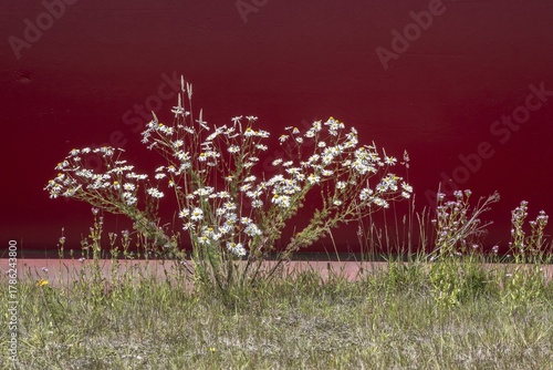 Scentless mayweed (Tripleurospermum inodorum) and centaury (Centaurium erythraea) in front of a red wall, Emsland, Lower Saxony, Germany
