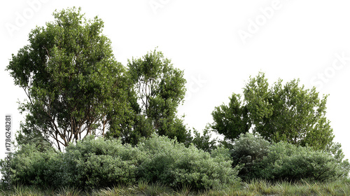 Lush Green Trees and Bushes with Transparent Background for Compositing Natural Scenery or Adding Vegetation to Architectural Visualization Projects, PNG