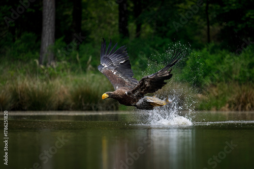 Eagle attack. Steller's sea eagle, Haliaeetus pelagicus, with caught fish in flight. Majestic bird flying over lake after successful hunt. Pacific sea eagle in wild nature. Heaviest eagle in the world