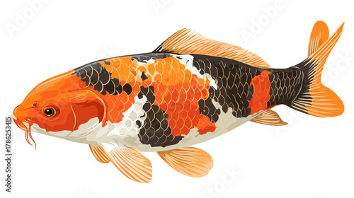 Vector illustration of a koi carp isolated on a white background