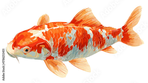 Vector illustration of a koi carp isolated on a white background