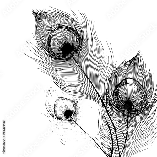 Peacock feather drawing illustration black and white elegant design detailed plume exotic bird art vintage style