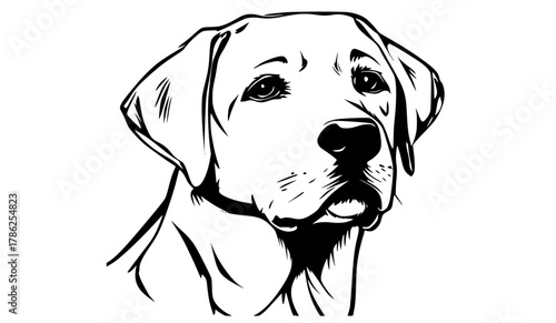 a black and white drawing of a dog's faceblack, dog, drawing, head, illustration, image, laboratory, labrador, portrait 