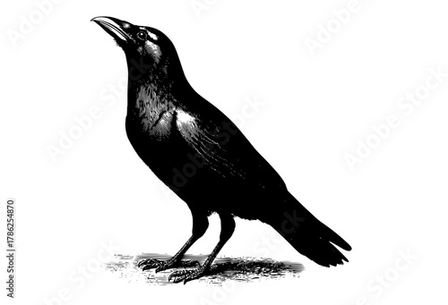 a black and white drawing of a crowbeak, bird, black, crow, floor, raven, stand, white 