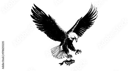 a black and white drawing of an eagle in flight with a fish in its talonsbald eagle, bird, black, claw, eagle, flight, fly, sky, spread, white, wing 