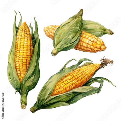 Isometric watercolor painting of Sweet Corn Set, natural vector composition on a white isolated background.