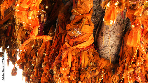 Photos Saffron ribbons tied by devotees to trees as a sign of faith at temples in Gokul