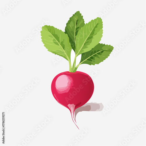 A smooth red radish with leafy green stems resting delicately against a blank white surface.