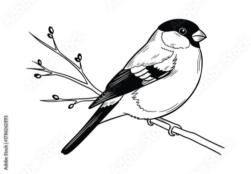 A bullfinch bird is perched on a tree branch with small buds.