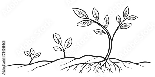 Christmas vector illustration showing the growth stages of a plant from seedling to mature plant with roots and leaves