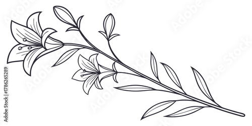 Christmas vector illustration of a lily branch with two open flowers and several buds in a line drawing style