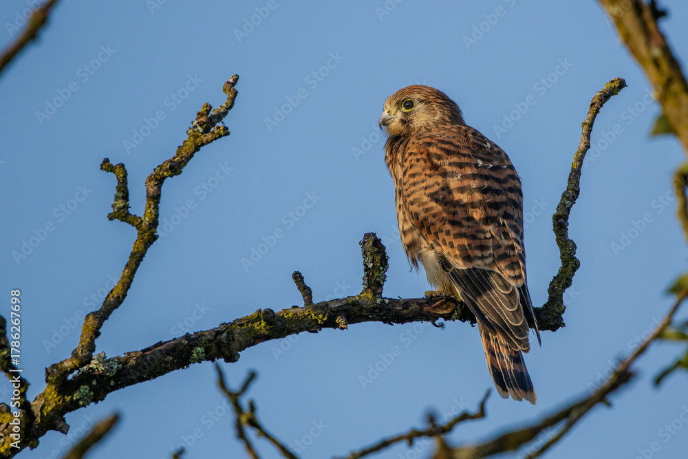 Obraz premium Turmfalke (Falco tinnunculus) Jungvogel, Ästling