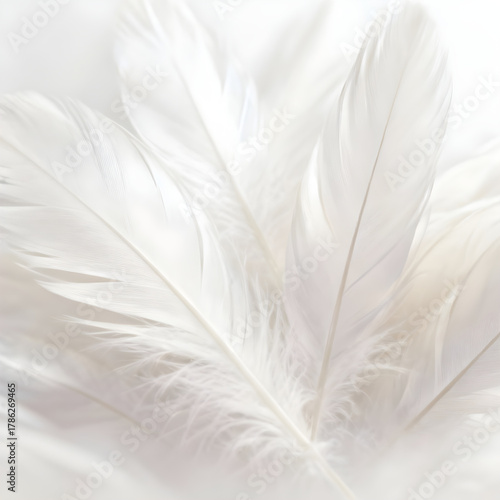 Abstract White Background: Overlapping White Feathers, Soft and Delicate