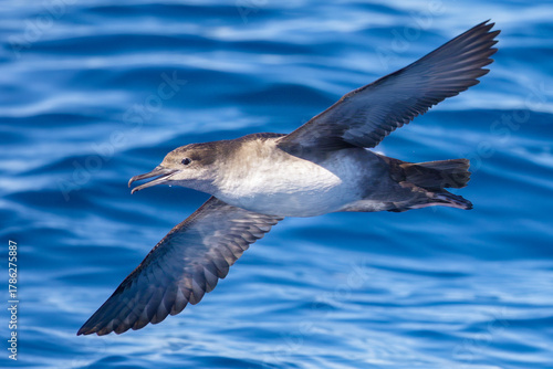 Balearic shearwater