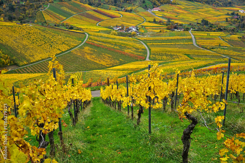 Naklejka premium Weinberge mit Lemberger-Trauben um den Rotenberg bei Stuttgart, Baden-Württemberg, Deutschland