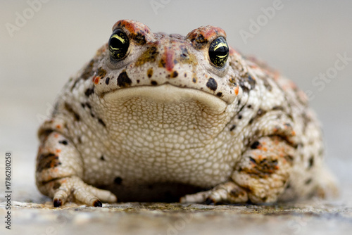 natterjack toad