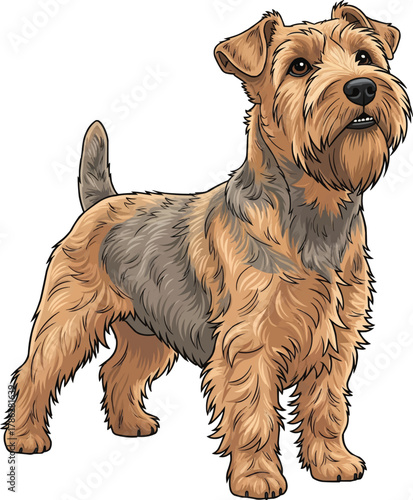 Glen of Imaal Terrier dog looking up attentive vector illustration