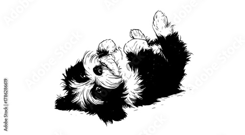 a black and white drawing of a dog lying down on its backBorder collie, black, dog, floor, illustration, lay, paw, roll, white 