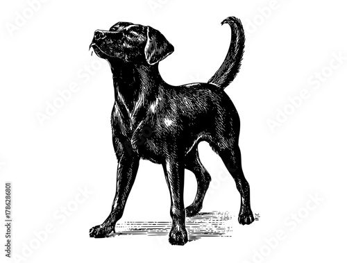 a black and white drawing of a dog standing uprightblack, dog, drawing, illustration, labrador, pointer, stand, tail 