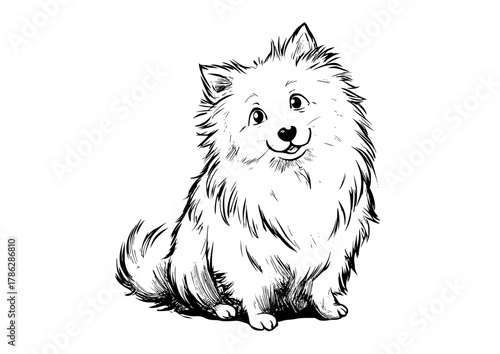 a black and white drawing of a pomeranian dog sitting on a transparent backgroundblack, dog, drawing, illustration, sit, white 