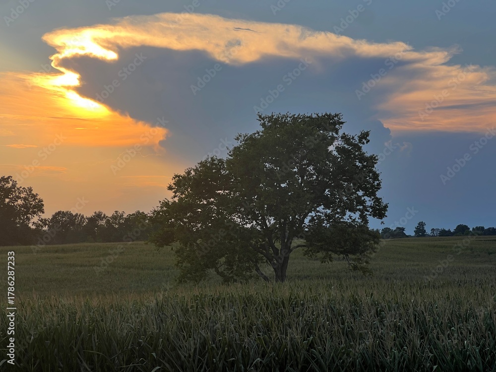 Fototapeta premium the tree
