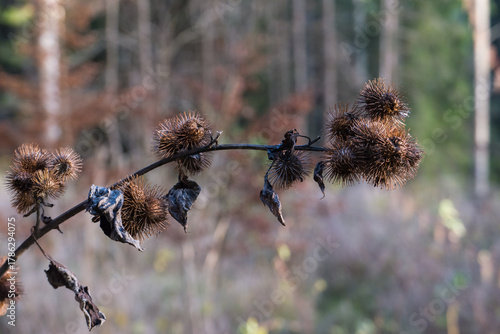Reife Fruchtstände der großen Klette (Arctium lappa),
Mature fruit heads of the greater burdock (Arctium lappa)