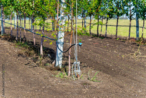 Apple orchard. Drip irrigation orchard planting. Well-maintained orchard