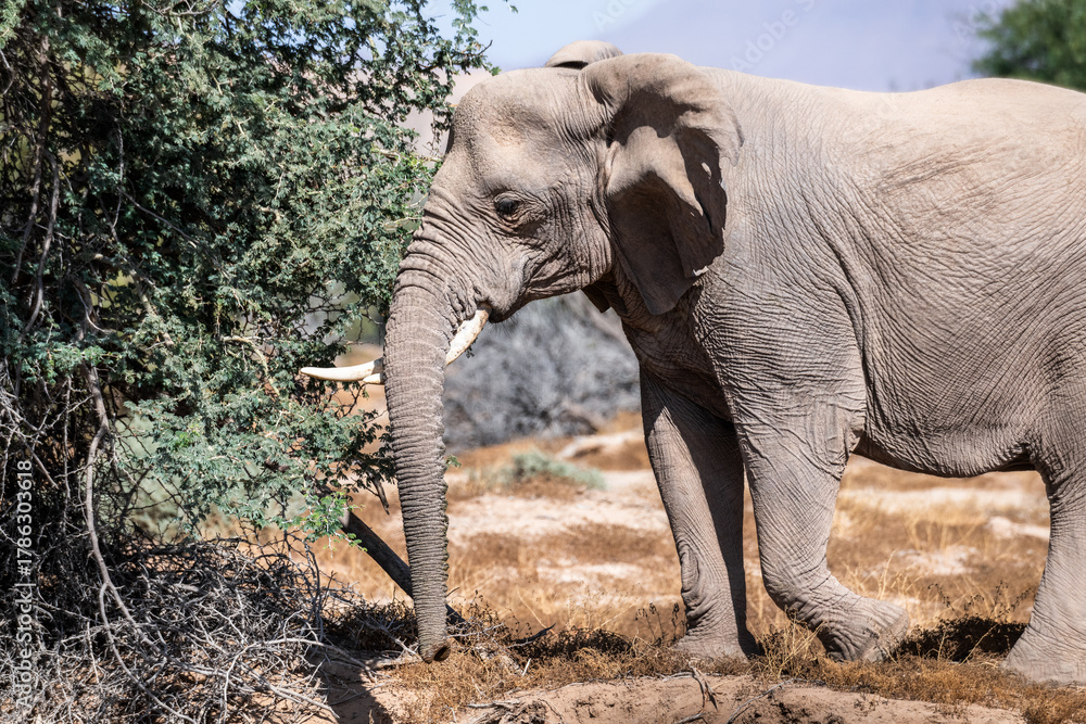 Fototapeta premium Die Tiere des Damaralandes