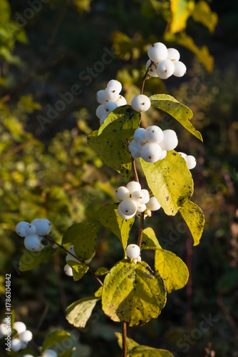 Gemeine Schneebeere (Symphoricarpos albus) im Herbst
