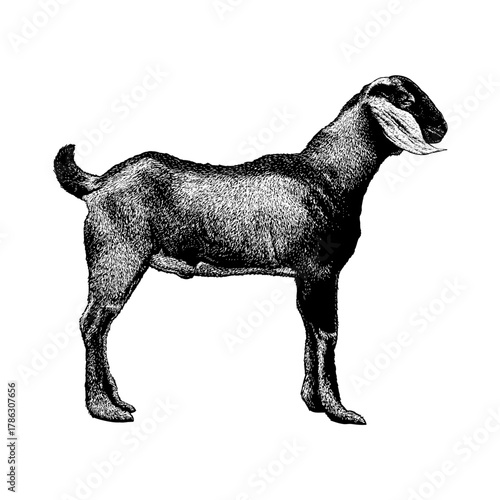 hand-drawn vector illustration of a goat. The artwork captures the animal’s natural texture, and expressive features with fine linework and realistic shading, ideal for farm design.