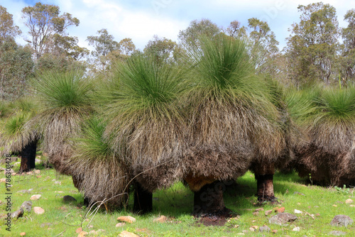 Grasstrees (Xanthorrhoea) in the Serpentine National Park endemic to Australia (Perth Hills, Western Australia)
