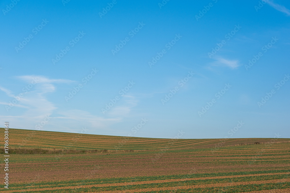 Fototapeta premium A field with neat rows of planted crops, a beautiful landscape with gentle hills, and a blue sky with white clouds. Minimalist field photography