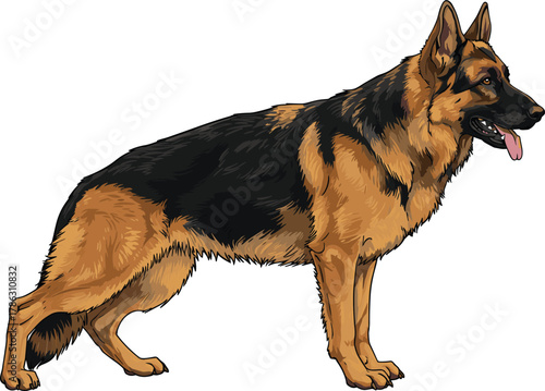 German Shepherd dog illustration, side profile, tan black fur, alert stance, muscular build, pet animal, police dog, breed reference