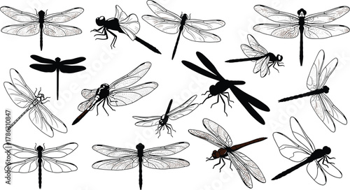 Dragonfly silhouettes and detailed wing illustrations collection, flying insects vector set, nature wildlife drawing, entomology and design elements