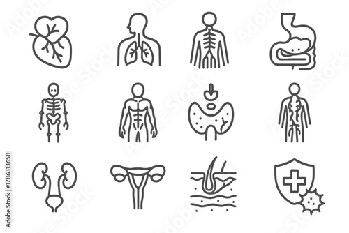 Icons urinary muscular respiratory endocrine vector integumentary skeletal system icon anatomy circulatory