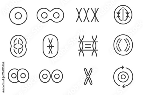 Cycle centromere plate vector alignment icons metaase icon cells cell prophase phases