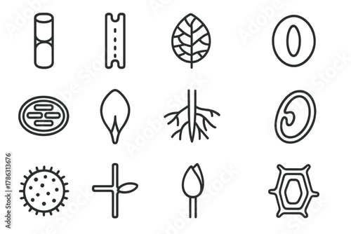 Icon node seed vector icons vessel stomata phloem plant petal wall embryo