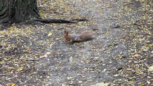 squirrel runs through the forest and trees