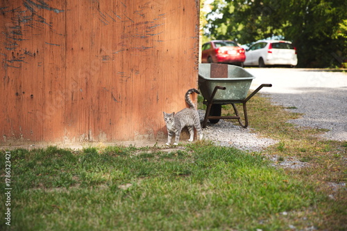 Wallpaper Mural Domestic cats in a backyard in Ontario, Canada. Torontodigital.ca