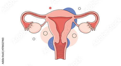 An illustration of the female reproductive system, including the uterus, ovaries, and fallopian tubes, rendered in a soft, stylized manner with subtle background shapes.