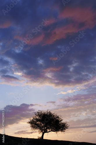 Sunset in the Urbasa-Andia Natural Park. Hawthorn at sunset in the Urbasa-Andia Natural Park, Navarre.