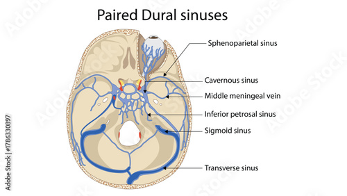 Paired dural venous sinuses
Paired dural sinuses are venous channels located between the layers of the dura mater that drain blood from the brain, meninges, and skull into the internal jugular veins. 