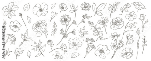 Floral botanical elements: flowers, branches, and leaves. Simple vector flowers, hand drawn in a line art style